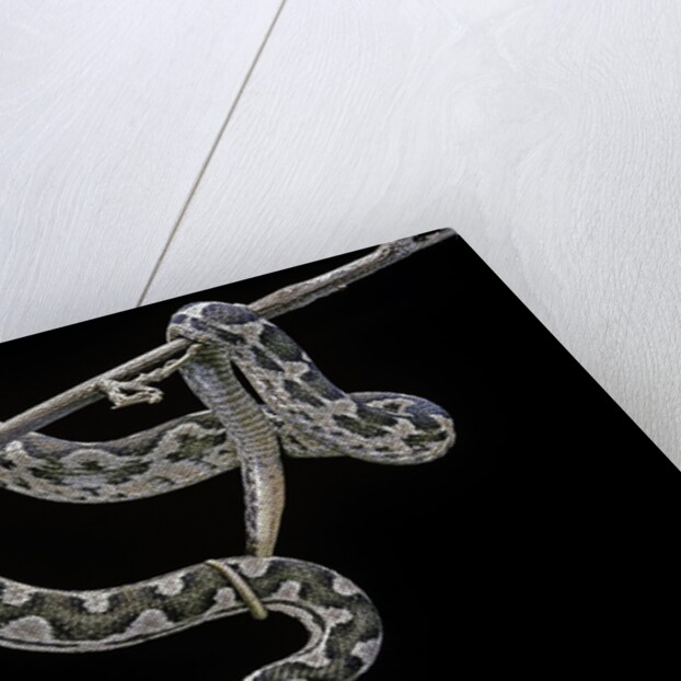 Daboia lebetina mauritanica (moorish viper) by Anonymous