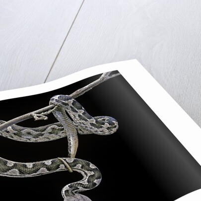 Daboia lebetina mauritanica (moorish viper) by Anonymous