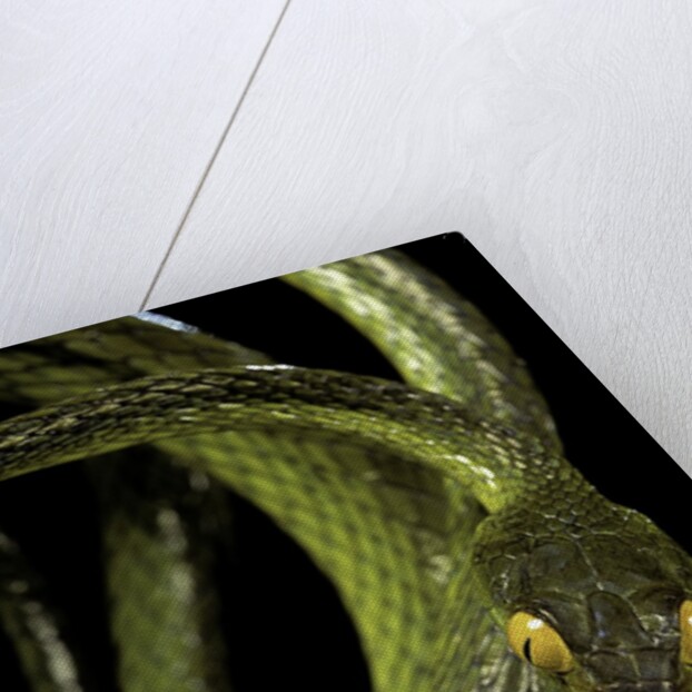 Dipsadoboa duchesnii by Anonymous