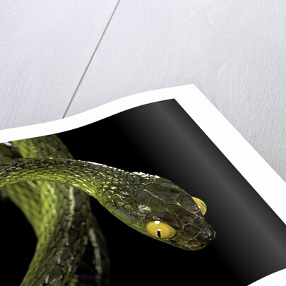 Dipsadoboa duchesnii by Anonymous