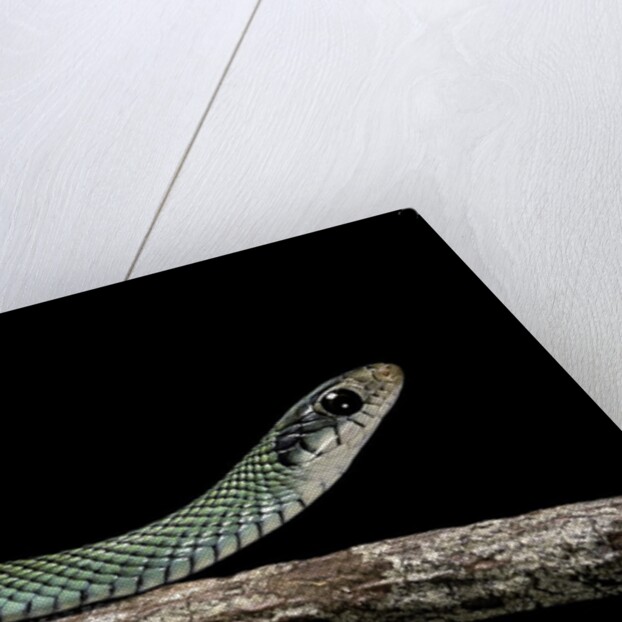 Drymobius margaritiferus (speckled racer) by Anonymous