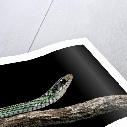 Drymobius margaritiferus (speckled racer) by Anonymous