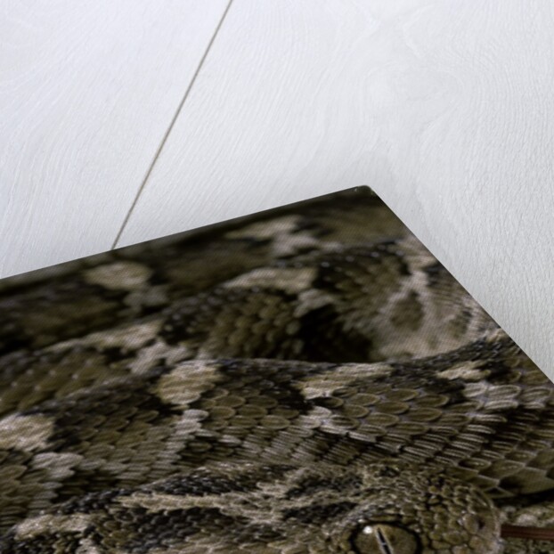 Echis leucogaster (Roman's saw-scaled viper) by Anonymous