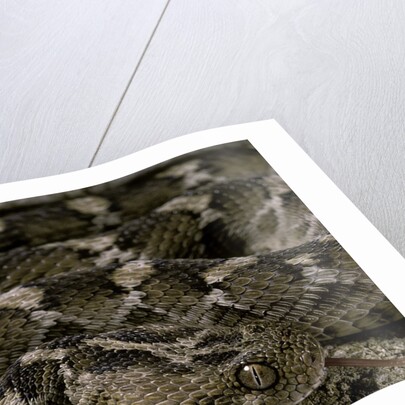 Echis leucogaster (Roman's saw-scaled viper) by Anonymous