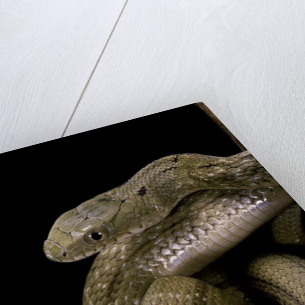 Elaphe carinata (king ratsnake, Taiwan stink snake) by Anonymous