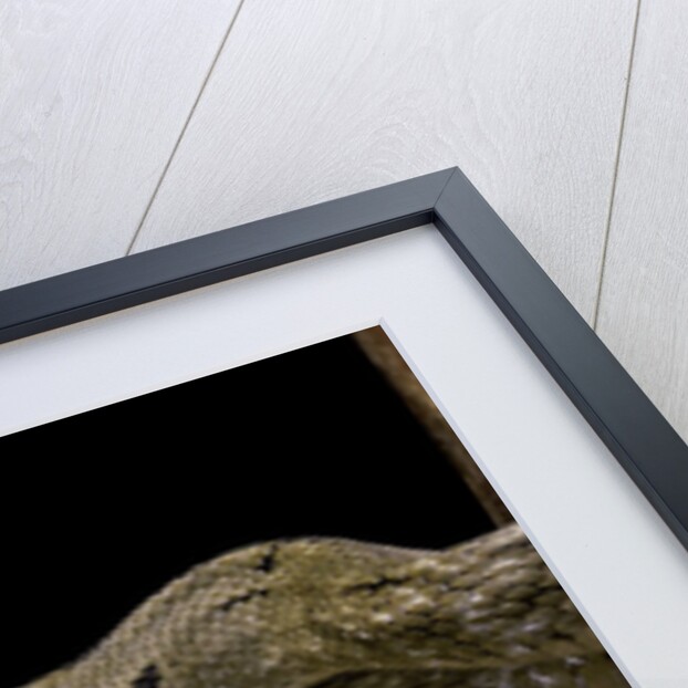 Elaphe carinata (king ratsnake, Taiwan stink snake) by Anonymous