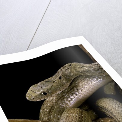 Elaphe carinata (king ratsnake, Taiwan stink snake) by Anonymous