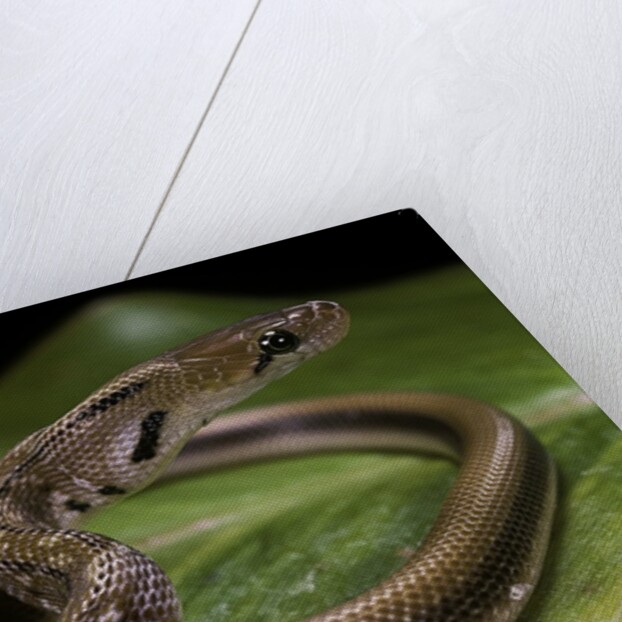 Elaphe helena (trinket snake) by Anonymous