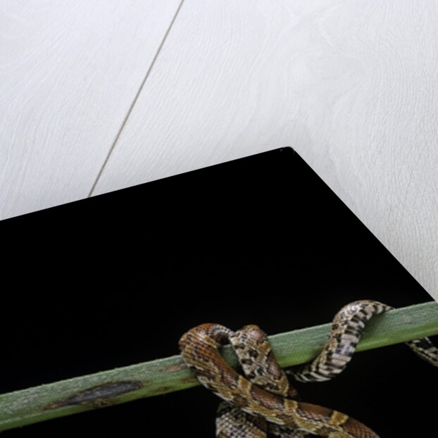 Elaphe guttata guttata (corn snake) by Anonymous