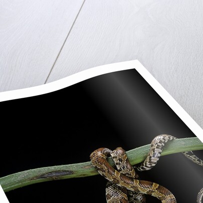 Elaphe guttata guttata (corn snake) by Anonymous