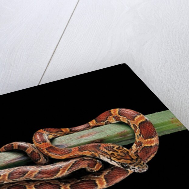 Elaphe guttata guttata (corn snake) by Anonymous