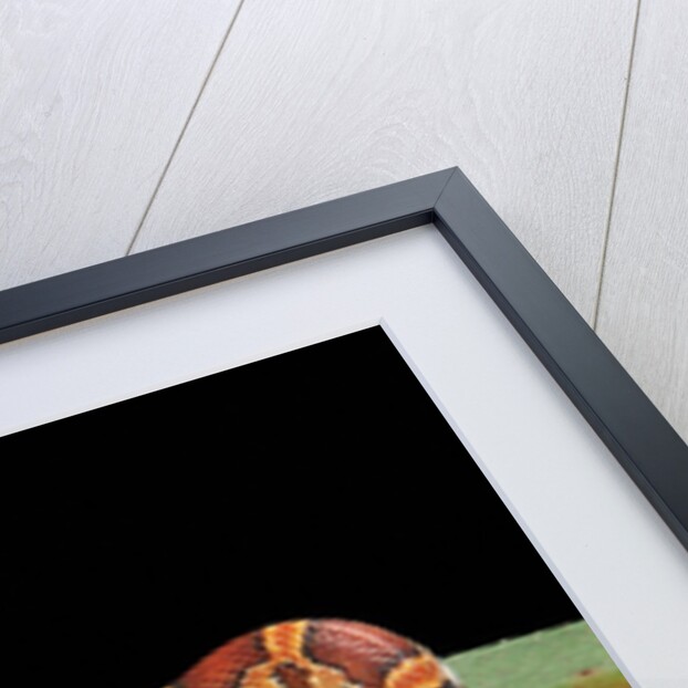 Elaphe guttata guttata (corn snake) by Anonymous