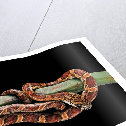 Elaphe guttata guttata (corn snake) by Anonymous