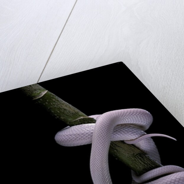 Elaphe obsoleta lindheimeri f. leucistic (Texas rat snake) by Anonymous