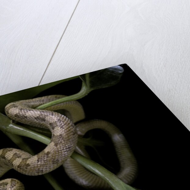Elaphe obsoleta quadrivittata (yellow rat snake) by Anonymous