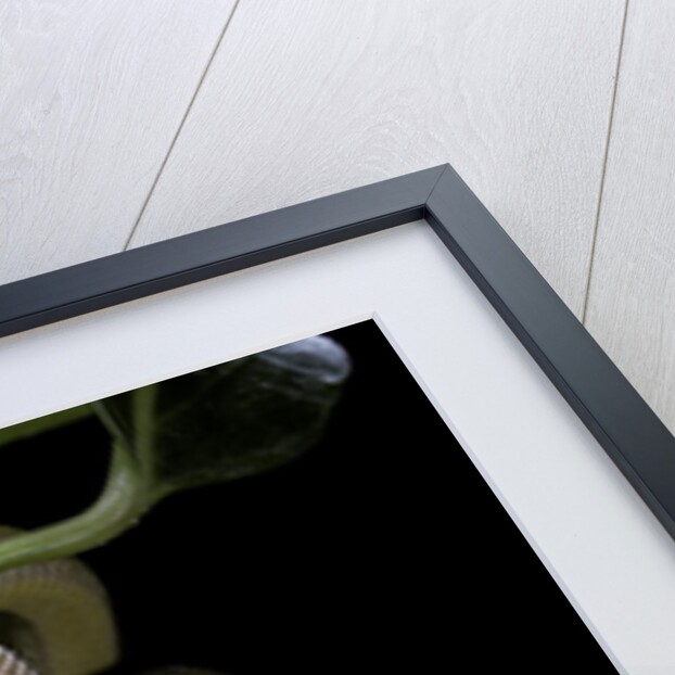 Elaphe obsoleta quadrivittata (yellow rat snake) by Anonymous