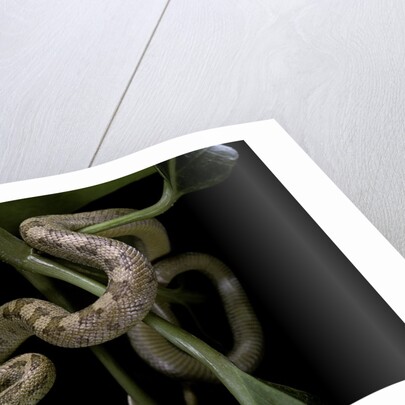 Elaphe obsoleta quadrivittata (yellow rat snake) by Anonymous