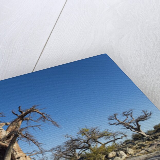 Baobab Trees, Kubu Island, Botswana by Anonymous