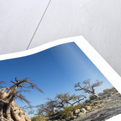 Baobab Trees, Kubu Island, Botswana by Anonymous