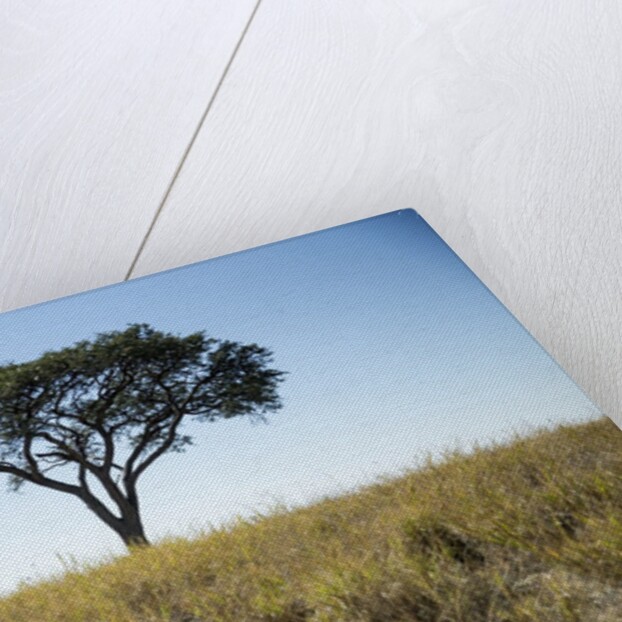 Acacia Tree, Makgadikgadi Pan, Botswana by Anonymous