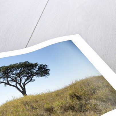 Acacia Tree, Makgadikgadi Pan, Botswana by Anonymous