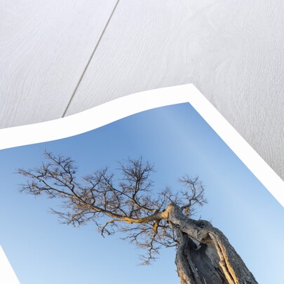 Acacia Tree at Sunset, Moremi Game Reserve, Botswana by Anonymous