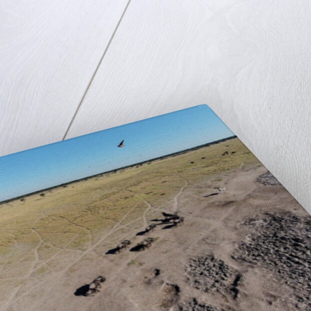 Aerial View of Wildebeest, Khama Rhino Reserve by Anonymous