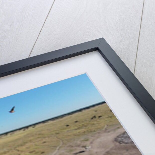 Aerial View of Wildebeest, Khama Rhino Reserve by Anonymous