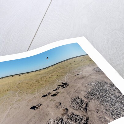 Aerial View of Wildebeest, Khama Rhino Reserve by Anonymous