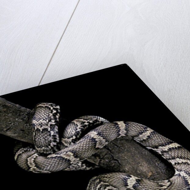 Elaphe schrencki schrencki (Amur rat snake) by Anonymous