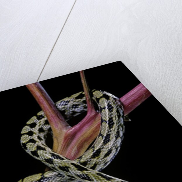 Elaphe taeniura friesi (Taiwan beauty snake) by Anonymous