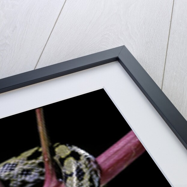 Elaphe taeniura friesi (Taiwan beauty snake) by Anonymous