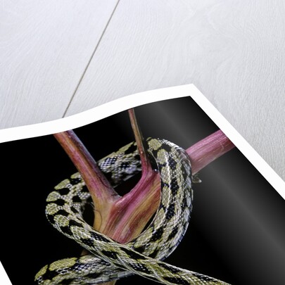 Elaphe taeniura friesi (Taiwan beauty snake) by Anonymous