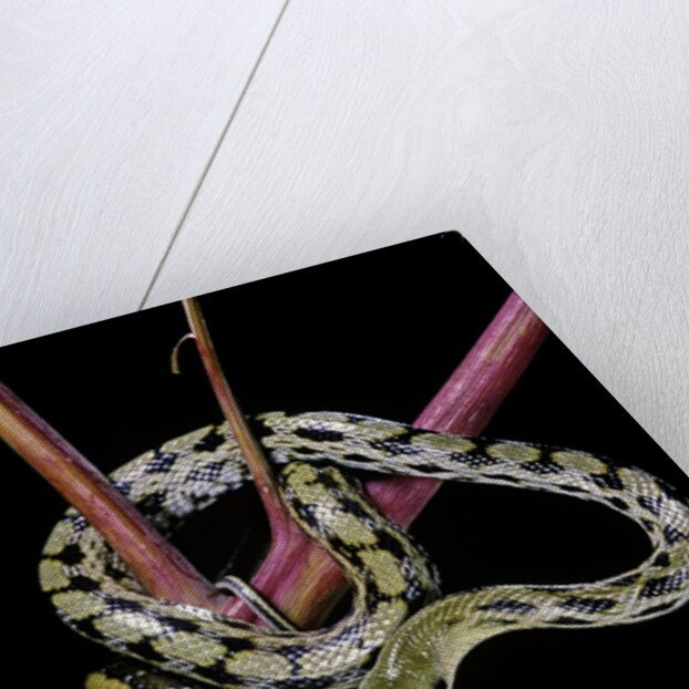 Elaphe taeniura friesi (Taiwan beauty snake) by Anonymous