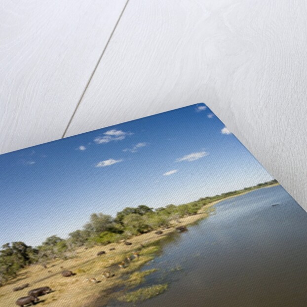 Aerial View of Hippo Pond, Moremi Game Reserve, Botswana by Anonymous