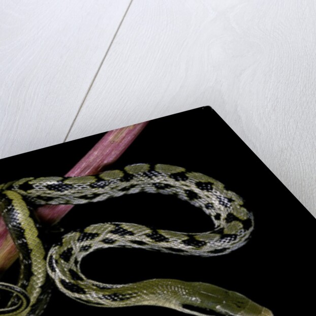 Elaphe taeniura friesi (Taiwan beauty snake) by Anonymous
