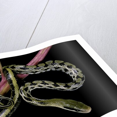 Elaphe taeniura friesi (Taiwan beauty snake) by Anonymous