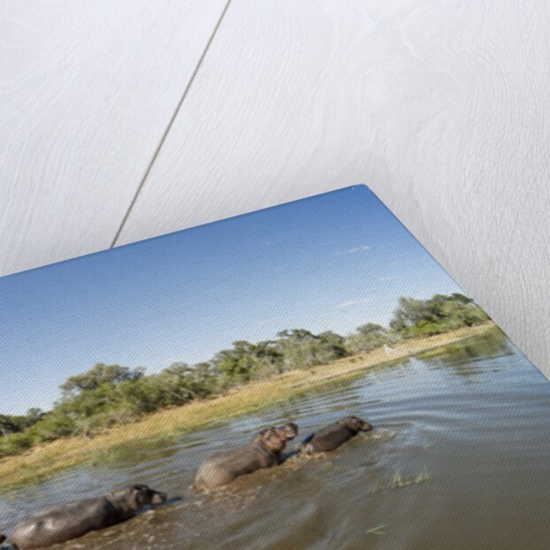 Aerial View of Hippo Pond, Moremi Game Reserve, Botswana by Anonymous