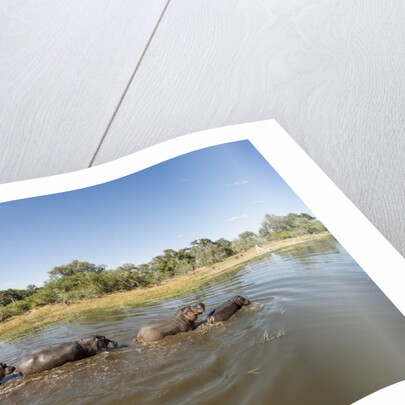 Aerial View of Hippo Pond, Moremi Game Reserve, Botswana by Anonymous