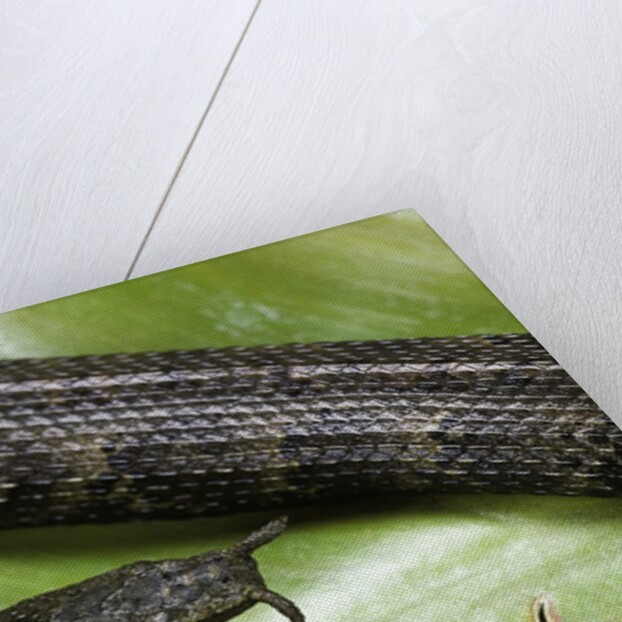 Erpeton tentaculatum (tentacled snake) by Anonymous