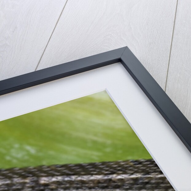 Erpeton tentaculatum (tentacled snake) by Anonymous