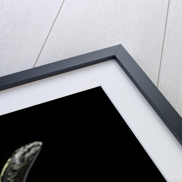 Eryx colubrinus loveridgei (sand boa) by Anonymous