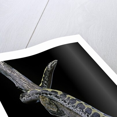 Eryx colubrinus loveridgei (sand boa) by Anonymous