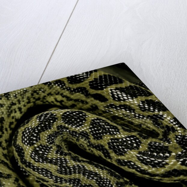 Eunectes notaeus (yellow anaconda) by Anonymous