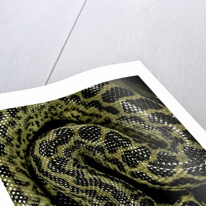 Eunectes notaeus (yellow anaconda) by Anonymous