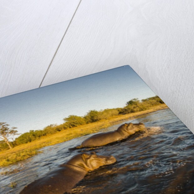Aerial View of Hippopotamus at Sunset, Moremi Game Reserve, Botswana by Anonymous