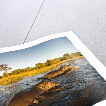 Aerial View of Hippopotamus at Sunset, Moremi Game Reserve, Botswana by Anonymous