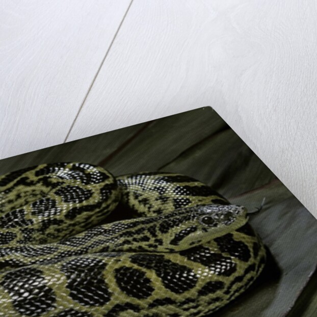 Eunectes notaeus (yellow anaconda) by Anonymous