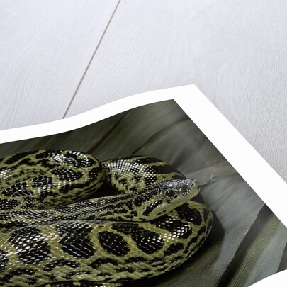 Eunectes notaeus (yellow anaconda) by Anonymous