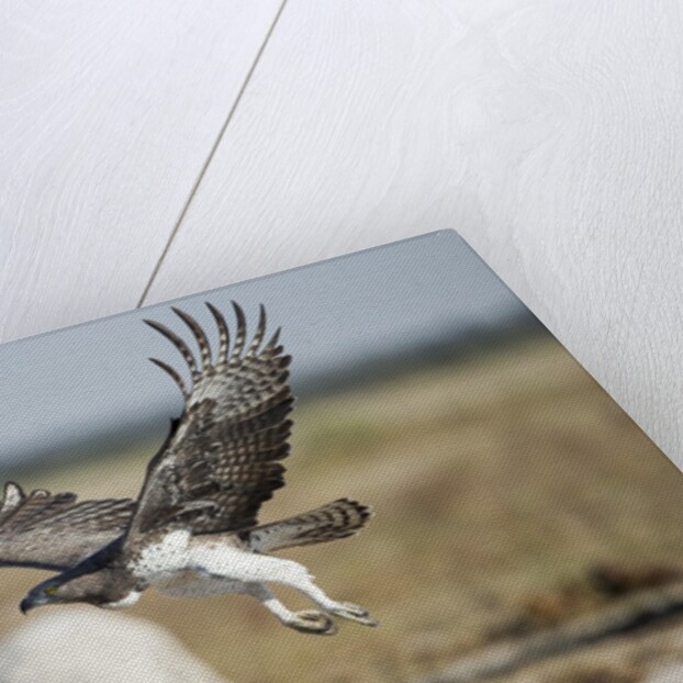 Martial Eagle, Nxai Pan National Park, Botswana by Anonymous